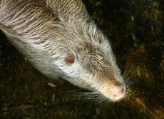 Nutria_2537.JPG